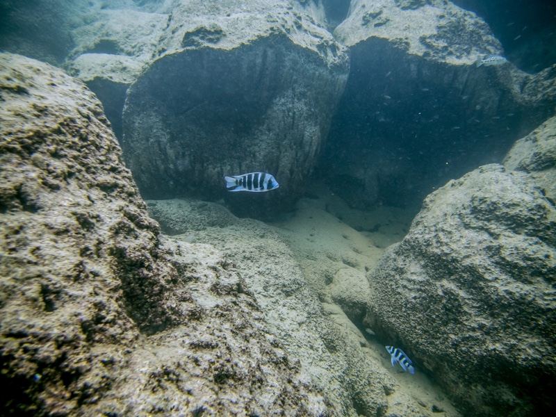 Cyphotilapia frontosa 'Mawimbi'